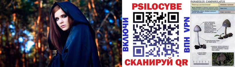 Купить  Ядрин  Псилоцибиновые грибы Psilocybine cubensis 